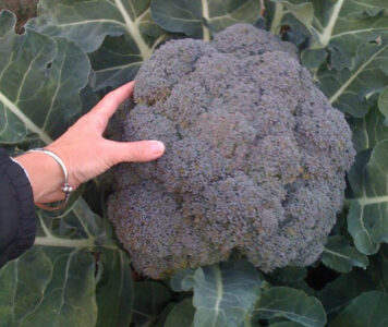 Tales from an Urban Farmer: Broccoli As Big As My Head